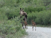 Mama Moose and calves